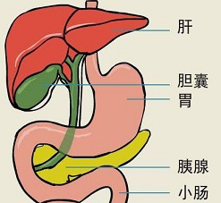 健康科普丨關(guān)于膽囊炎你了解多少？