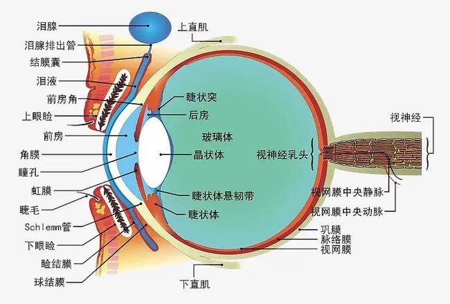 總感覺(jué)眼前有線(xiàn)條或氣泡？不要驚慌，就是飛蚊癥！